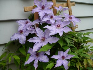 Clematis - eigentlich aus CHELSEA