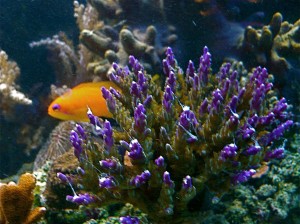 Fischi 1