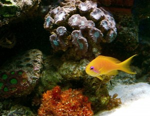 Fischi 2