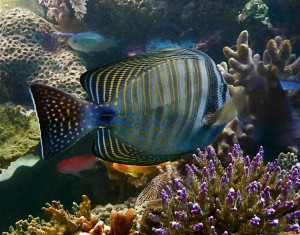 Fischi 3