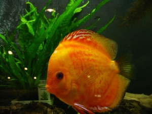 Orange Fish 