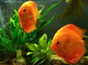 Fisch mit Freundin