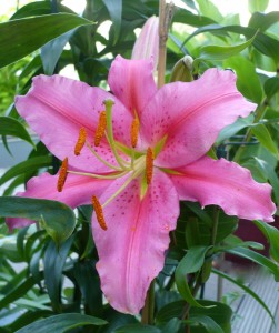 Pink Lily in der Früh