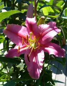 Pink Lily - zu Mittag, high ! nun ? 