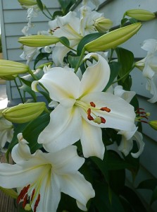 White Lilies - und wie die duften ! 