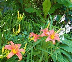 Taglilien, Banane, Hosta und ein japanisches Gras
