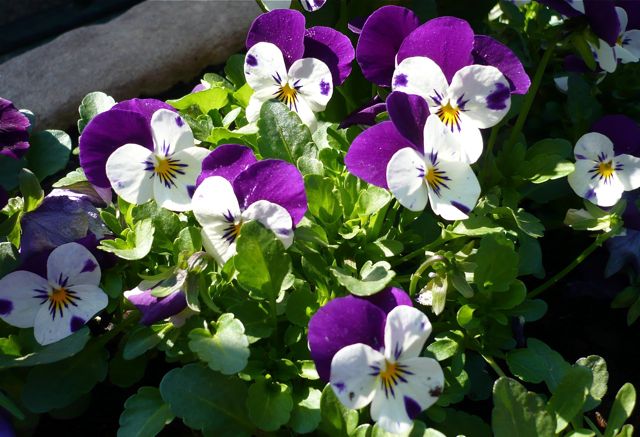 Frühling 2