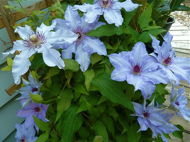 a Clematis aus London