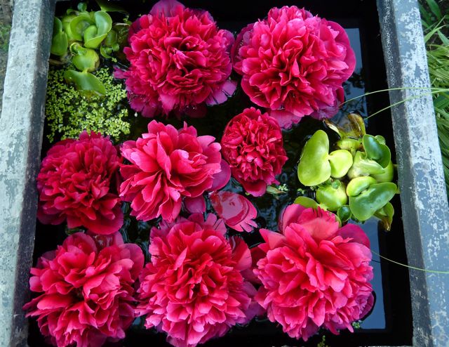 a Pfingstrosen im Wasserbecken